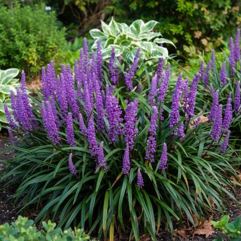 Liriope muscari/Lot de 9 godets