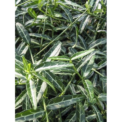 Fusain 'Wolong Ghost' Pot de 2L/3L