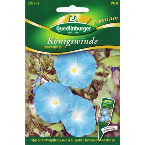 Quedlinburger Königswinde Heavenly Blue - Blumensamen (1/2)