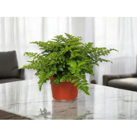 Gardenaria Asplenium parvati - Pianta da interno ornamentale - Altezza: 25 cm (vaso 12) (1/5)