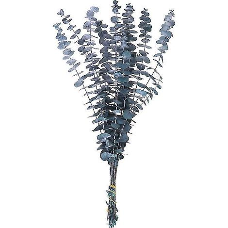 10 plantes séchées