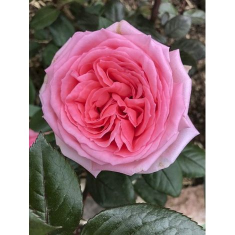 Rosier moderne 'Fragonard ' Pot de 3L/4L (1/3)