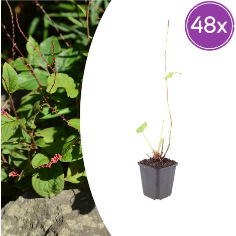 Lot de 48 Renouées Persicaria amplexicaulis Speciosa Fleurs Rouge Foncé Pot Ø9cm 10-25cm - PANGIVO (1/5)