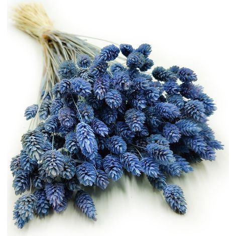 Phalaris essiccata - Erba canarino - Blu (1/5)