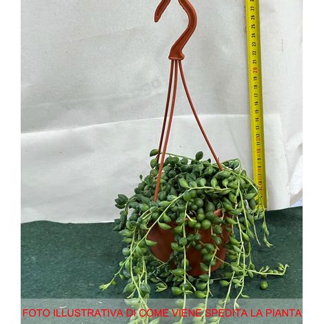 SENECIO O PIANTA DEL ROSARIO VASO 12CM