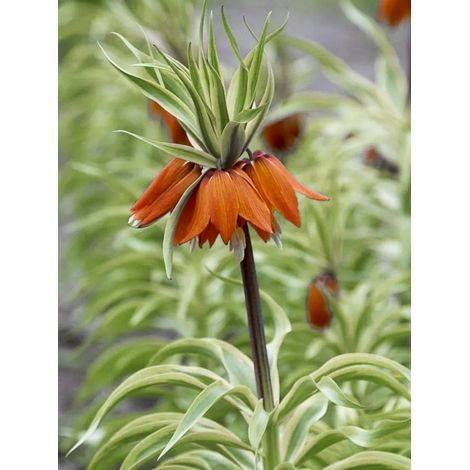 Couronne impériale 'Argentea Variegata' calibre 20+ (1/2)