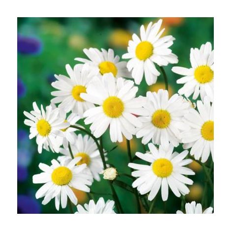 MARGUERITE ALASKA - LOT DE 3 GODETS