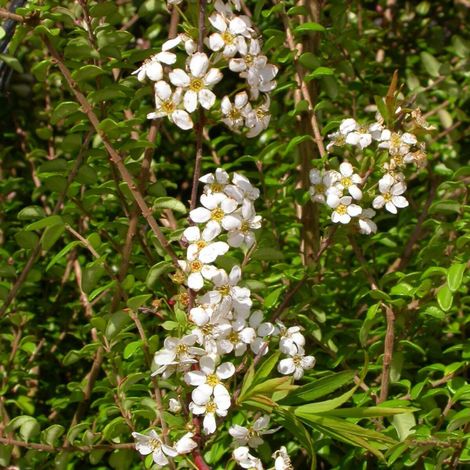 Spirée dentelée Grefsheim, Spiraea/Pot de 4L - 40/60 cm