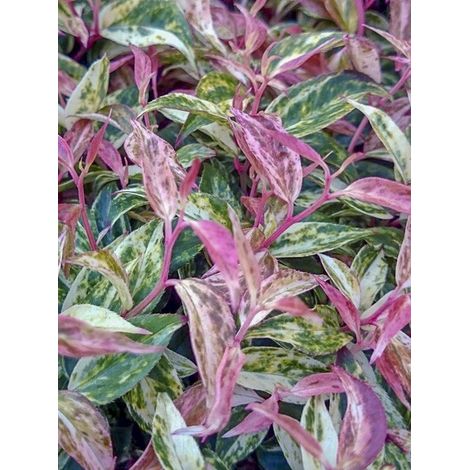 Leucothoe 'Makijaz' Pot de 3L/4L (1/4)