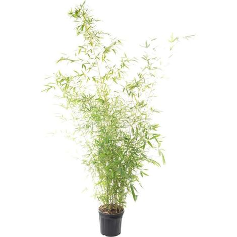 Gardenaria Bambù Dorato - Phyllostachys aurea - Bambù ornamentale da esterno - Altezza: 125/175 cm (vaso24)