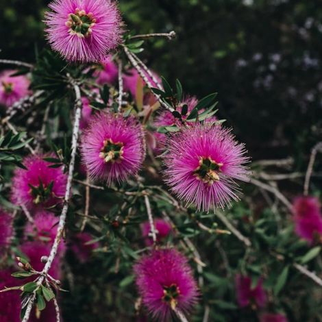 Rince-bouteilles Violaceus, Callistemon/Pot de 7,5L - 60/80 cm