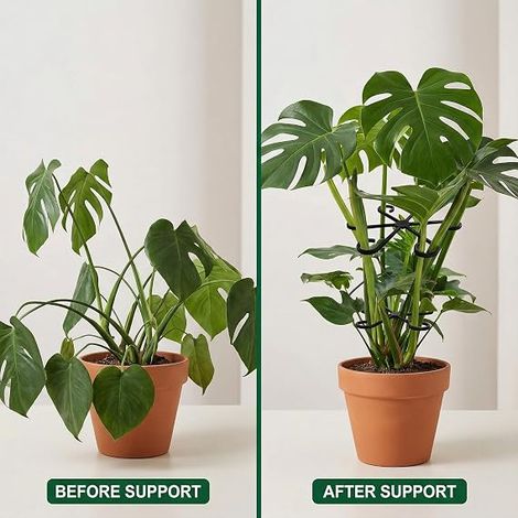Supports pour Plantes, Noirs, Maintien Tiges et Plantes Vivaces, pour Monstera Hortensias Roses Tomates