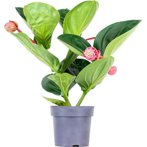 Medinilla magnifica 'Flamenco' – Medinilla – Plante d’intérieur – Facile d’entretien – ⌀17 cm - 50-60 cm (1/5)