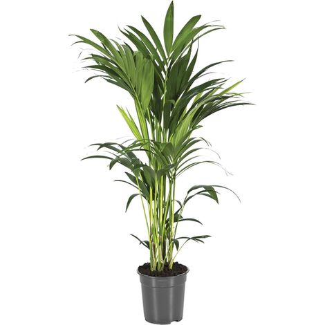 Palmier Kentia Howea Forsteriana Plante d'Intérieur Facile d'Entretien Ø21 cm Hauteur 110 cm - PANGIVO (1/4)