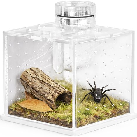 Terrario spidernok M mini terrario in acrilico con illuminazione per piante 20CM (1/5)