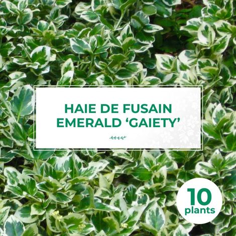 10 Fusains Emerald 'Gaiety' (Euonymus Fortunei 'Gaeity') - Haie Fusain Gaiety (1/4)