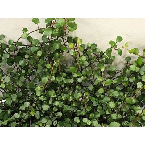 Gardenaria Muehlenbeckia complexa - Arbusto ornamentale da giardino - Altezza: 20 cm (vaso 12) (1/2)