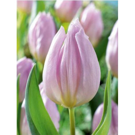 Tulipe Simple Hative 'Candy Prince' Bulbe calibre 10+ (par 10) (1/2)