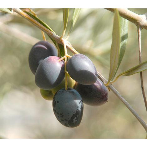 Olivo Picual - Variedad de aceituna por excelencia para la obtención de aceite