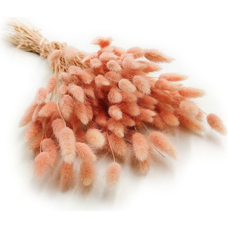 Lagurus seco - Lagurus ovata - salmón