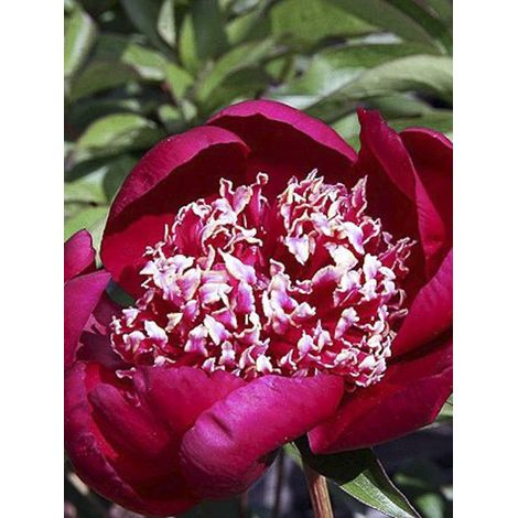 Pivoine japonaise 'Nippon Beauty' Pot de 3L/4L