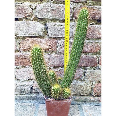 Trichocereus huascha ramificato 30 cm, cactus, pianta grassa