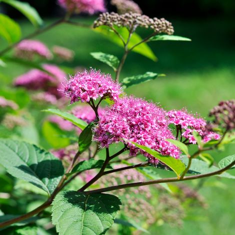 Spirée japonica goldflame - Spiraea japonica goldflame 20/30 cm Pot 3L