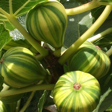 PIANTA DA FRUTTO FICO PANACHE' in vaso 20 età 2/3 anni (foto reali)