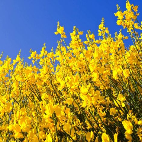 Pépinières Naudet – Genêt à balais – Arbuste caduc 1-2m – Fleurs jaunes parfumées en mai-juin – Excellente rusticité jusqu'à -15°C