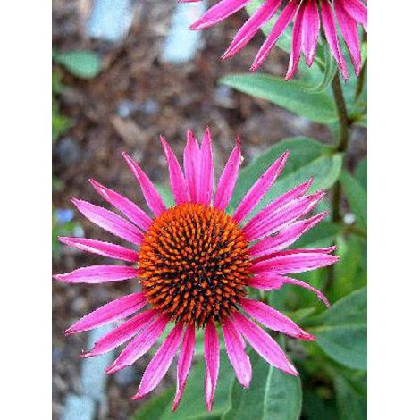 Rudbeckia pourpre 'Pica Bella' Godet de 8/9 cm (1/4)
