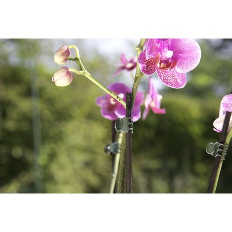 Windhager Orchideenclips grün, 10 Stück Rankgitter (1/2)