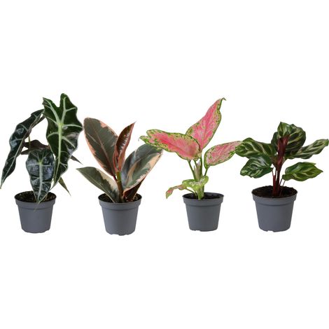 Baby Plants Surprise Box mini plantes décoratives pot 6 cm hauteur 12 cm lot de 4 - PANGIVO