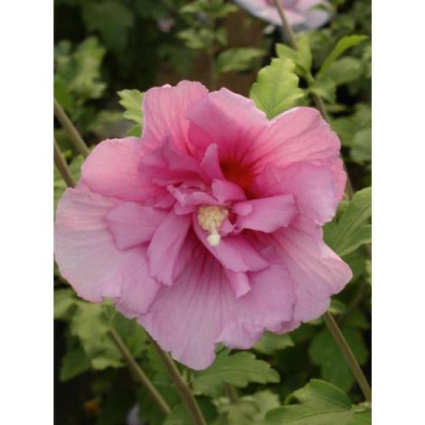 Mauve en arbre Pink Chiffon® 'Jwnwood4' Pot de 3L/4L (1/2)