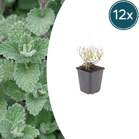 Lot de 12 Calamintha nepeta nepeta - Plante Vivace Aromatique Mellifère - Fleurs Bleu-Lilas - Ø9 cm - PANGIVO (1/5)