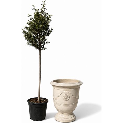 Lot olivier + pot grande taille RICHELIEU 46x56cm crème, fait main en terre cuite émaillée