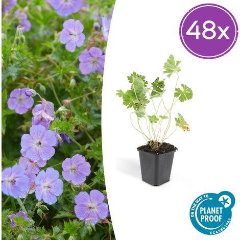 Lot de 48 Géraniums Rozanne Vivaces Couvre-sol Fleurs Violettes H10-25 cm Pot Ø 9 cm - PANGIVO (1/5)