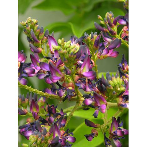 Glycine d'été Pot de 2L/3L, Plant greffé de + de 18 mois (1/4)
