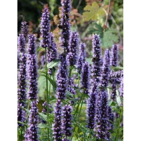 Agastache à odeur de fenouil 'Black Adder' Godet de 8/9 cm