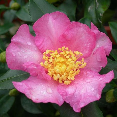 CAMELIA SASANQUA CLEOPATRA VASO 18CM