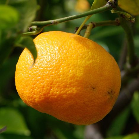 PIANTA DI MANDARINO SATSUMA in vaso 24 - età 3/4 anni (foto reali)