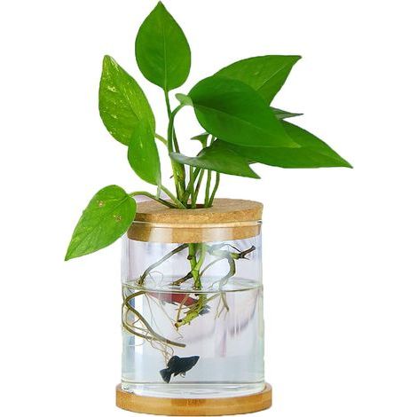 Petit Vase Decoratif,Verre Vases Hydroponiques - Vase en Verre Minimaliste,Créatif Moderne Pot de Fleur pour Plantation Hydroponiques,Décoration de Mariage (1/5)