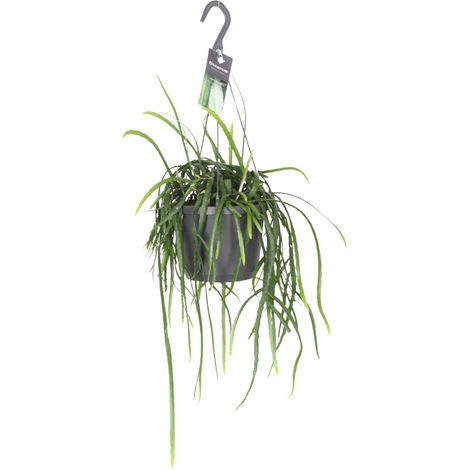 Cactus Lepisium Bolivianum - Plante d'Intérieur Facile pour Bureau et Salon - Ø17cm - 40cm - PANGIVO (1/4)