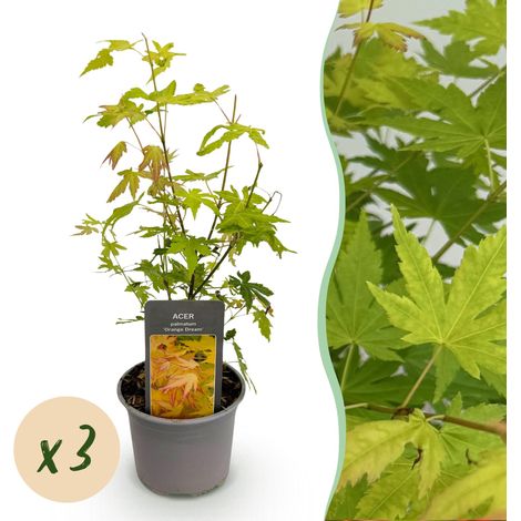 Lot de 3 Érables du Japon Acer palmatum Orange Dream - Arbuste Décoratif - Pot 12 cm Hauteur 35 cm - PANGIVO (1/5)