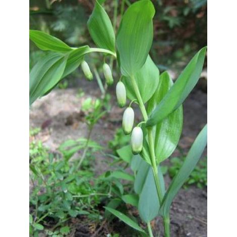 Sceau de Salomon odorant Godet de 8/9 cm (1/4)