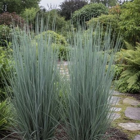 Schizachyrium Prairies Blues/Godet - 5/20 cm