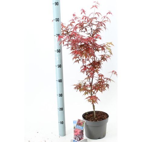 /Acero rosso giapponese "Acer palmatum Skeeter's Broom" pianta in vaso ø19 cm h 80/100cm (1/5)