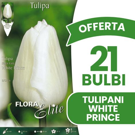 OFFERTA 21 BULBI TULIPANO WHITE PRINCE BULBS BULBES
