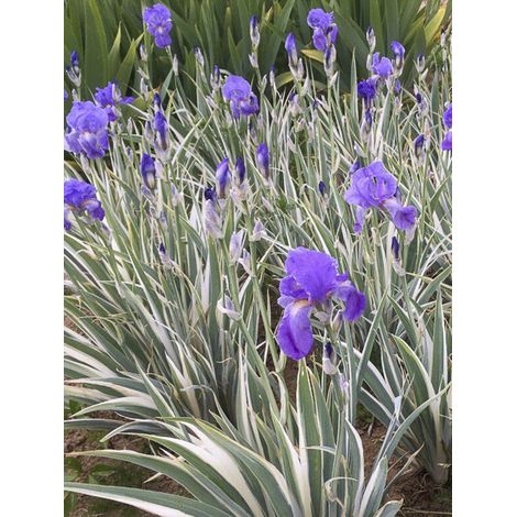Iris de Florence, Iris à parfum 'Argentea Variegata' Godet de 8/9 cm (1/2)