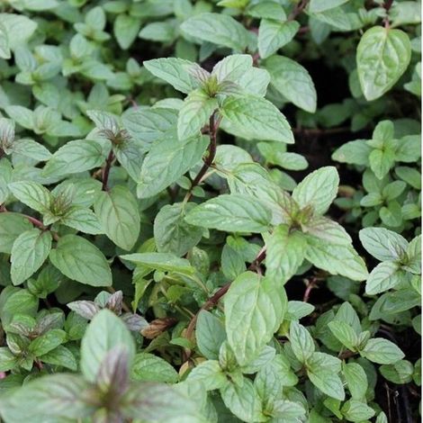 6 plants de menthe poivrée noire - Mentha piperita 'Nigra' - Pot de 9 x 9 cm (1/3)