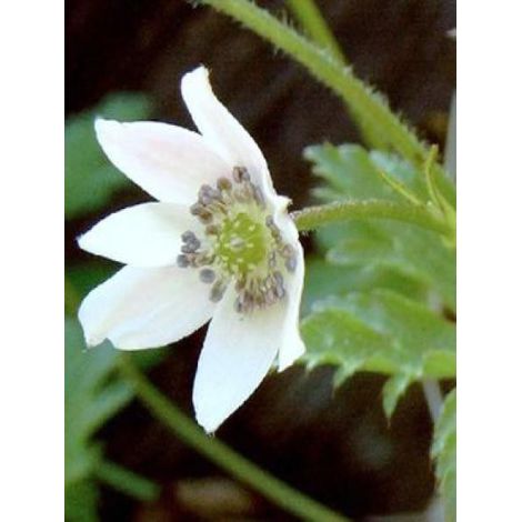 Anémone leveillei Godet de 8/9 cm (1/4)